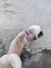 多尼斯（DOGNESS）狗狗牵引绳遛狗绳狗链子项圈幼小型犬泰迪贵宾比熊博美柯基 红S 实拍图