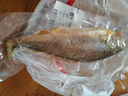 黄小渔宁德三去黄花鱼800g/条 大黄鱼生鲜 鱼类海鱼 海鲜水产 实拍图
