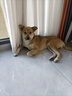 伯纳天纯中大型犬全价成年犬粮金毛宠物主粮羊肉蔓越莓15kg/30斤 实拍图