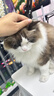 醇粹黑标猫粮纯享版 全价无谷猫粮成猫幼猫 双效益生菌通用猫主粮10斤 实拍图