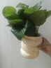 特价绿萝盆栽室内客厅办公室吸甲醛净化空气水培植物绿植花卉好养 【1盆】绿萝+早安吸水盆 整体含盆高度20-25cm 实拍图
