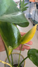 壹植龟背竹水培植物盆栽大号老桩室内客厅天堂鸟花瓶耐阴常青好养绿植 龟背竹30~40cm二棵【送营养液】 实拍图