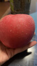 京地达烟台栖霞红富士苹果净重4.5斤单果约193g烟台苹果水果源头直发 实拍图