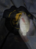 达亿瓦（DAIWA）一击 轻量鲤鱼鲫鱼草鱼罗非 进口鱼竿手杆 轻硬挺 休闲台钓 3.9m 一击P 5H-39.K（黑坑） 不支持使用/试用后退换货 实拍图