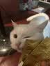 申亚威能（SHENYA）猫咪狗狗感冒药双黄连片宠物打喷嚏流鼻涕专用鼻支窝咳喘 实拍图
