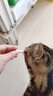 一只喜欢猫咪冻干营养小仙棒宠物零食犬猫通用 羊奶口味45g*1包 实拍图