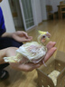 豪蚨鹦鹉雏半毛活体宠物观赏玄凤雏鸟牡丹小太阳活物亲人上手幼鸟豪蚨 黄化半毛雏鸟1只+喂食器+奶粉 实拍图