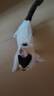 皇家幼猫猫粮 幼猫专用 K36 通用粮 4-12月 400g 实拍图