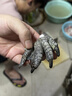 柒岛鳄鱼肉鳄鱼尾鳄鱼腿肉鳄鱼腩肉鳄掌肉带皮鳄鱼生鲜肉食材净重 2-2.1斤鳄鱼腿肉 实拍图