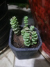 【招财进宝多肉】钱串吸财树桃蛋吹雪之松锦精选系列好养基地直发 桃蛋 吸财树 熊童子 钱串*3颗 实拍图