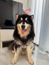 HELLOJOY狗狗零食10种口味福气大礼包1.2KG成犬幼犬磨牙奖励鸡鸭肉干2.4斤 实拍图