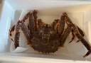 【活鲜】乐食港 俄罗斯鲜活帝王蟹 大螃蟹 帝皇蟹阿拉斯加 3.8-4.1斤/整只（鲜活发货） 实拍图