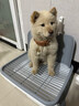 HELLOJOY狗狗厕所中小型犬防踩屎尿盆宠物用品小狗狗砂盆拉屎便盆专用大号 实拍图