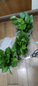 【绿萝盆栽】吸甲醛净化空气水培绿植物懒人花卉好养搬家礼物全 【爆款2盆】绿萝+白色南瓜盆自吸水 整体含盆高度20-25cm 实拍图
