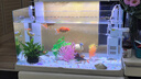 高清热弯浮法透明玻璃鱼缸客厅家用造景装饰生态中小型生态金鱼缸 热弯鱼缸-豪华升级套餐+熟睡夜晚造景 长60*宽30*高35cm 实拍图