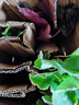 矾根花苗室外植物盆栽大苗耐寒庭院观叶组合草花小苗地栽绿植花卉 6色套餐 不含盆 实拍图