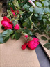 飞沭月季花苗爬藤蔷薇月季花树阳台盆栽花卉庭院爬墙植物四季开花 佛罗伦蒂娜 大苗【1.6米左右高】 实拍图