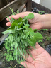 寿禾 脆嫩豌豆尖种子苗豆苗秋季蔬菜种籽 脆嫩2号豌豆尖种子50g*2袋 实拍图