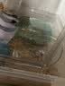 智宙仓鼠跑轮超静音金丝熊跑盘大号飞碟飞盘带支架小宠物用品解闷玩具 透明白色 实拍图