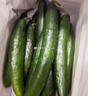京喜加新鲜无刺水果小黄瓜小青瓜脆甜荷兰脆嫩生吃黄瓜蔬菜 水果黄瓜 1斤 净重 实拍图