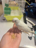 朗缤 鹦鹉活体鸟活物虎皮鹦鹉宠物活鸟玄凤鹦鹉手养鸟会说话幼鸟幼崽 白色虎皮1只 实拍图