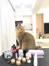 五芳斋 速冻猪肉粽 100g*5只 嘉兴粽子肉粽端午粽子早餐食品 实拍图