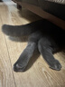 疯狂的主人 猫抓板窝超大号圆形不掉屑耐磨一体猫窝磨爪猫咪玩具 实拍图