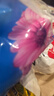 花旺鲜花速递碎冰蓝玫瑰花束送女友生日礼物花束同城配送小时达 【潮汐之恋】33支碎冰蓝玫瑰|dy716 实拍图