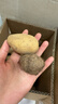 恩施小土豆富晒新鲜现挖黄皮迷你马铃薯粉糯高山洋芋马尔科土豆 5斤-小果-乒乓球大小(净重) 实拍图