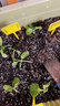 美乐棵蔬果种菜营养土园艺种植土花土肥料蔬菜水果种菜土40L 实拍图
