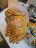 【活蟹】湖鲜阳澄大闸蟹全母2.8-3.1两8只去绳足重鲜活螃蟹海鲜水产送礼礼盒装源头直发 实拍图