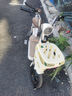 凤凰（Phoenix）电动车新款女生小型轻便新国标电动自行车成人电瓶车双人代步通勤长续航电单车两轮助力车 奶油白【全国联保 终身保障】 【锂电】20A汽车级-助力续航95公里 实拍图
