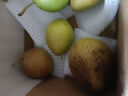 京喜加正宗河北香梨新梨七号特级脆甜多汁 带箱2斤净重1.6-1.8斤 实拍图