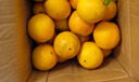 玖原农珍 赣南脐橙当季采摘优选橙子年货礼盒水果 9斤普通箱优选果150-220g 实拍图