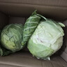 湖北农家新鲜扁包菜圆白菜卷心菜水果甘蓝蔬菜凉拌清炒火锅食材 新鲜包菜2.5-3斤含箱 实拍图