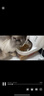 小佩宠物智能自动喂食器SOLO猫咪 猫狗粮冻干定时投食远程控制储粮 SOLO喂食器(不锈钢碗版) 实拍图