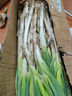 山东章丘大葱新鲜10斤蘸酱卷饼铁杆大葱5斤脆葱非圆洋东北红葱头 含箱5斤 【12H现挖】带皮 实拍图