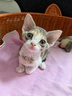 鲜朗低温烘焙猫粮无谷幼猫成猫鲜郎营养高蛋白鸡肉全价全期通用型猫粮 烘焙猫粮2kg【单包装】 实拍图