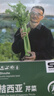 寿禾 大芹菜种子苗西芹实芹秋季蔬菜籽 桔西亚大芹菜种子10g约1.2万粒 实拍图