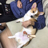 匹克儿童家用健身吊环锻炼肩腰颈拉环引体向上家用单杠吊环 一对装 实拍图