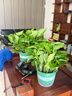 双盟绿萝盆栽除甲醛花卉绿植办公室新房净化空气180加仑2盆装源头直发 实拍图