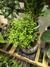 开时果 小叶赤楠盆景摆件 办公室桌面绿植花卉好养盆栽植物源头直发包邮 【热销款】哥窑浸墨盆+苔藓+底座 实拍图