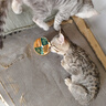 多特思（DOTUS）猫罐头招财金饭碗猫主食罐头奶糕成幼猫全价68g*1罐湿粮餐盒猫饭 实拍图