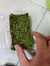 柯必达青苔藓鲜活苔藓微景观植物盆景盆栽水陆缸假山草造景材料白 大灰藓(15*8)cm 2盒 实拍图
