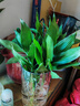 绿有意观音竹富贵竹水培植物带根花卉绿植绿萝室内盆栽转运竹子水养好养 带根观音竹3棵（简易杯）+营养液 实拍图