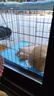腆宠狗笼猫笼 狗笼子中小型犬带厕所幼犬狗窝猫笼子大号家用围栏兔笼 实拍图