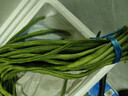【超市品质】新鲜农家长豆角豇豆角腌制泡菜早餐生鲜蔬菜豆角子 产地直发现摘 2斤 实拍图