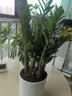 【金钱树】盆栽客厅室内植物钱串子大型发财绿植乔迁开业送盆花卉 6-9株 60-70cm+圆柱树脂花盆 送肥料 实拍图