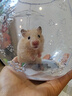 麦叮卡长毛金丝熊活体波利宠物仓鼠活物小仓鼠活体金丝鼠一公一母侏儒鼠 1只米熊【发京东快递】 实拍图