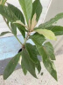 冰糖枇杷树苗嫁接枇杷苗树无核特大果树苗南方北方种植大五星枇杷果树苗当年结果 2年嫁接苗 实拍图